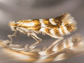 Phyllonorycter hilarella